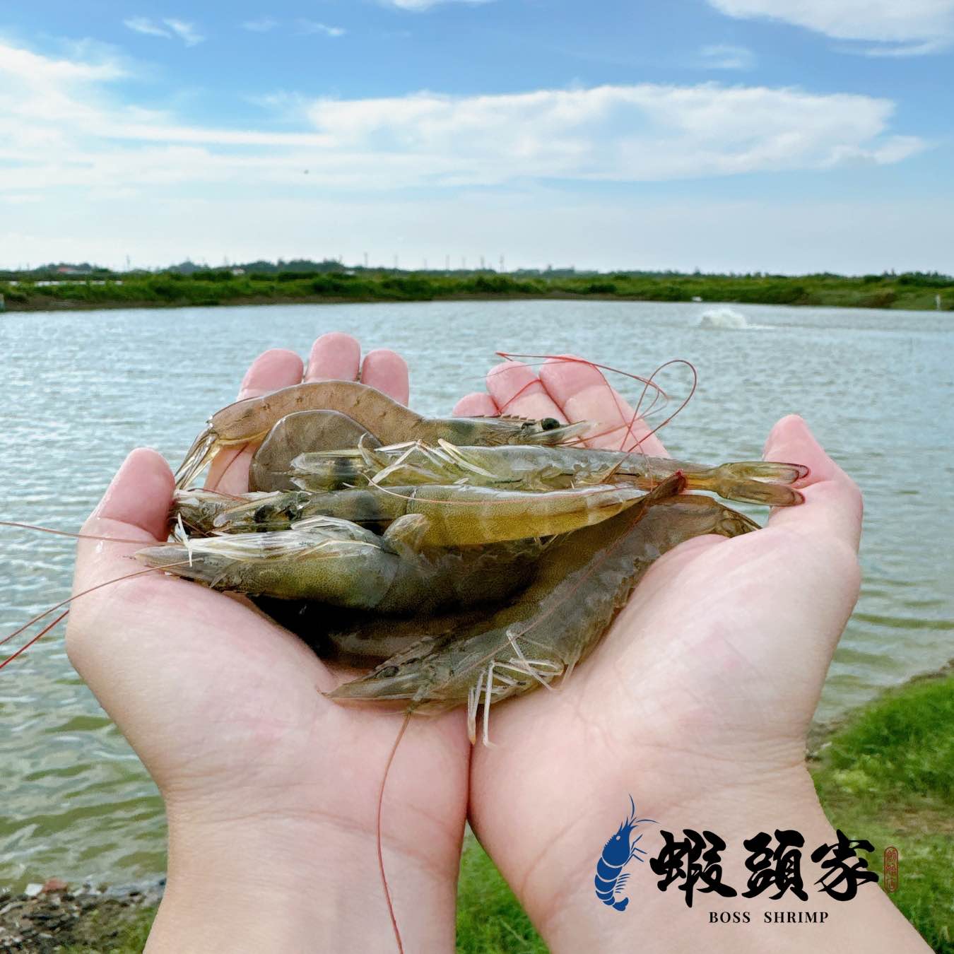 1. 自家養殖｜產地直送<br />蝦頭家位於嘉義布袋，自家養殖場每日現撈直送，從水池到餐桌不經中盤，層層把關新鮮與品質。<br /><br />2. 活凍急速冷凍｜保留極鮮口感<br />捕撈後立即以低溫急凍鎖鮮，完整保留蝦隻彈性與甜味，宛如現撈口感。<br /><br />3. 無藥養殖・安心無毒<br />全程無泡藥、不施抗生素、不使用化學添加，讓您吃得安心，家人小孩都能放心享用。<br /><br />4. 肉質Q彈甜美，無腥味<br />布袋白蝦以純淨海水養殖，蝦肉緊實、細嫩有彈性，吃得出自然鮮味，是火鍋、燒烤、清蒸、鹽酥等多種料理首選。<br /><br />5. 彈性規格・用途多元<br />提供不同規格（大蝦、特大蝦、巨大蝦），不論家庭日常或餐廳大量採購皆合適。