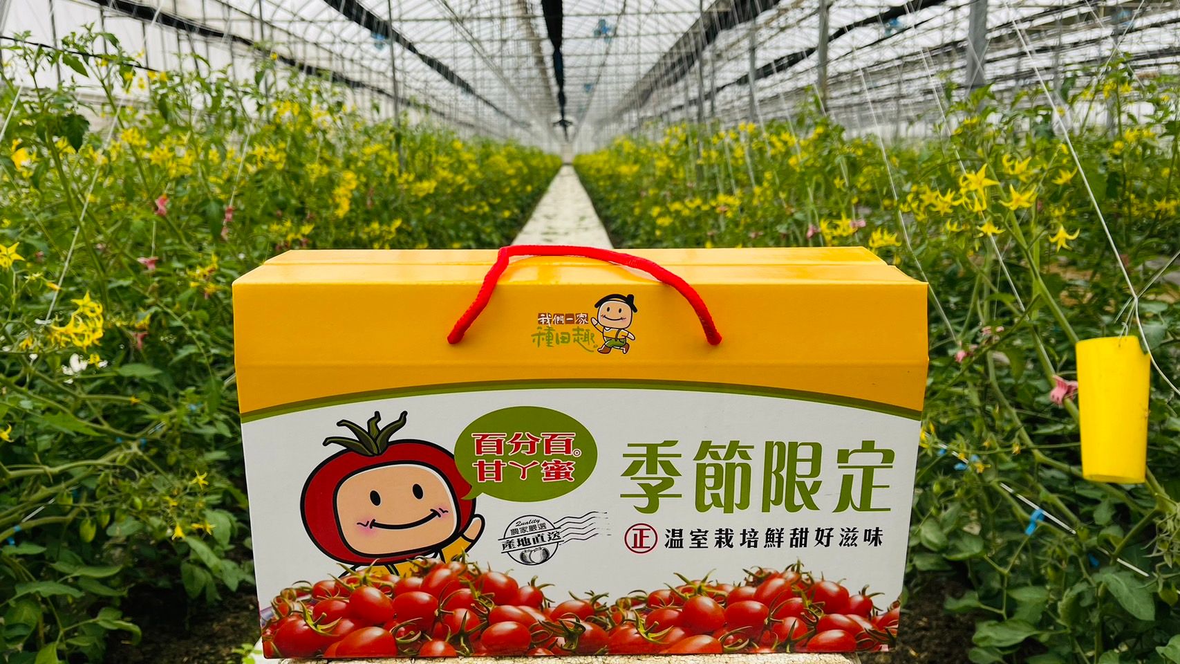 溫室栽培；產銷履歷驗證
<br />玉女小番茄皮薄多汁、肉質細緻Q彈、獨家風味更讓人唰嘴，一口接一口，停不下來的甜蜜好滋味。
<br />
<br />蕃茄富含蕃茄紅素與維生素A、膳食纖維、鐵、鉀.....等營養，是對身體很好的蔬果，
<br />玉女番茄宛如番茄界紅寶石，橢圓外型口感圓潤，可直接食用或入菜，增加酸甜風味與營養。
<br />
<br />
<br />保存方式：常溫如未食用完畢，建議冷藏可延長保存期限