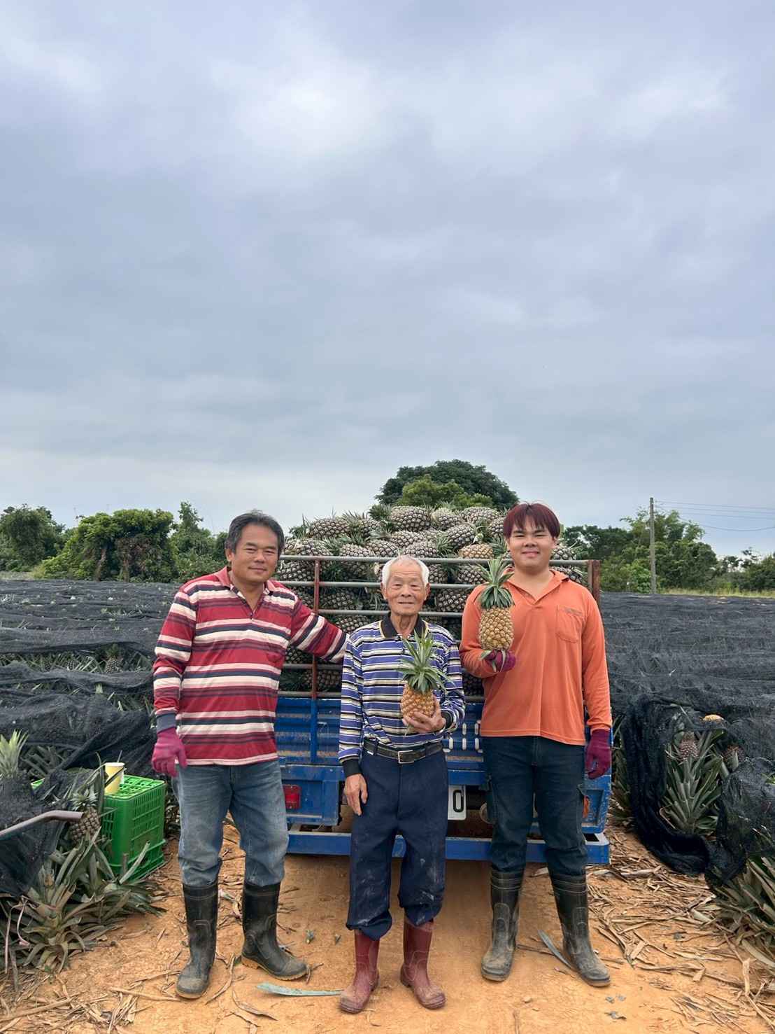 萬囍金果園位於嘉義大林，是一座三代傳承的家庭果園，主要種植鳳梨、柳丁與茂谷柑等作物。長年深耕在地農業，其中鳳梨種植規模穩定發展，為嘉義大林重要的鳳梨種植果園之一。<br /><br />果園秉持自然熟成原則，不施打生長激素、不搶收，僅於果實達到最佳成熟度時採收，以確保風味與品質。生產管理採透明化制度，全系列產品皆通過農藥殘留檢驗，並具備產銷履歷認證，從產地到餐桌清楚可追溯。<br /><br />我們以務實耕耘與穩定品質為基礎，持續提供安心、安全且具風味特色的在地水果。