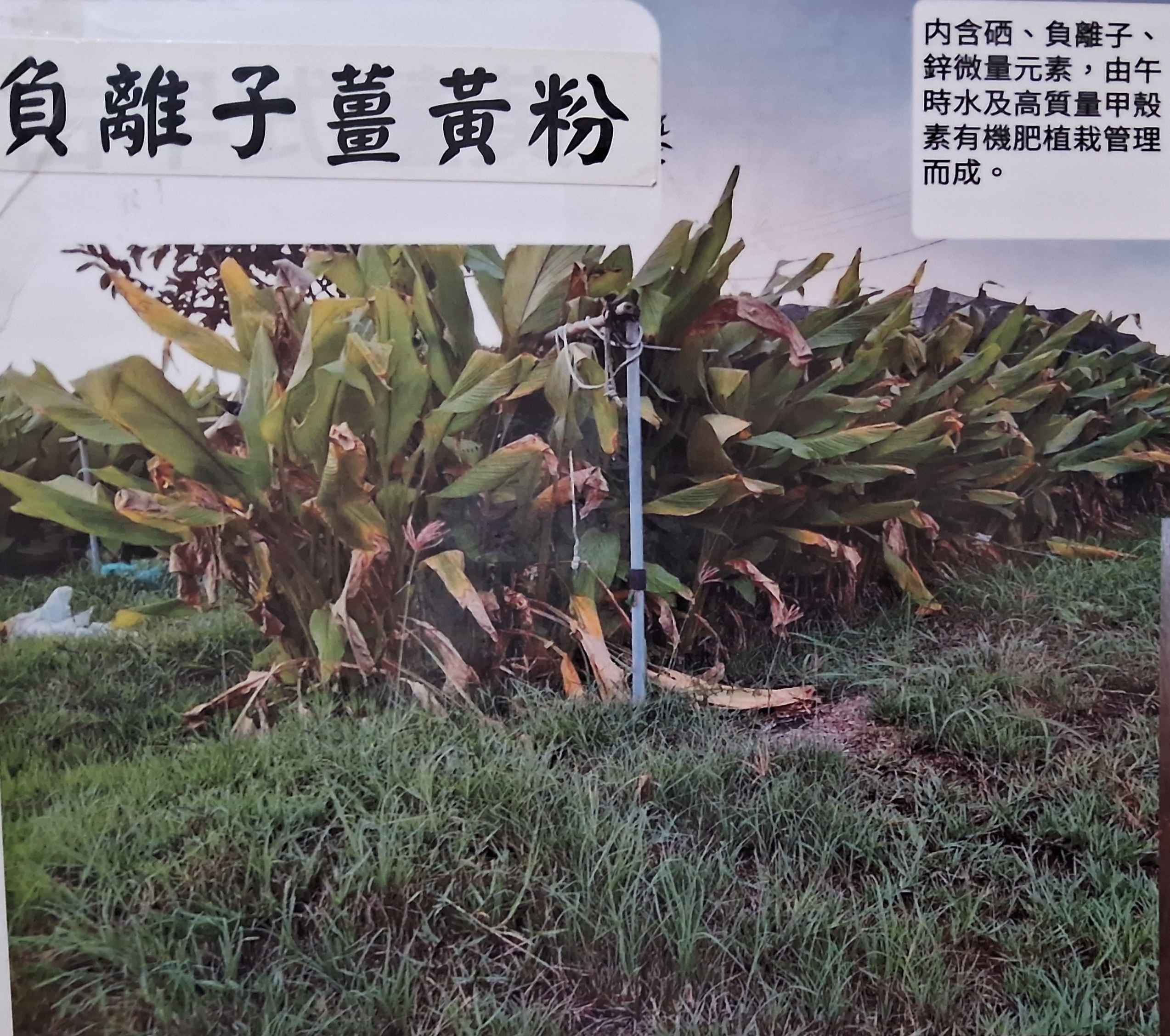 採用自然無毒耕作法，遠紅外線水及甲殼素有機肥料植栽管理，具高營養、微量元素高、食味值優等特色。
