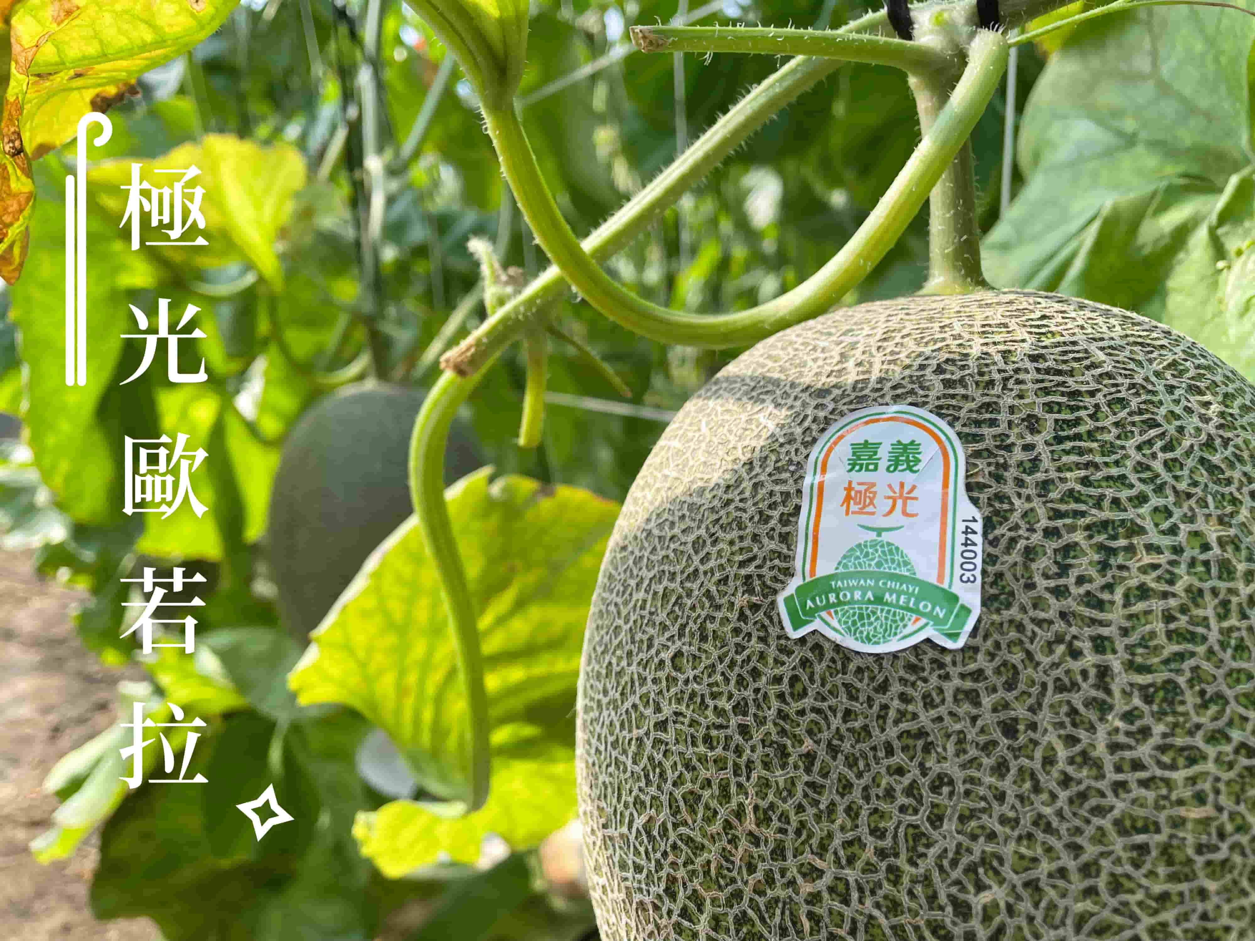 不同於以往哈密瓜的軟綿口感，嘉義極光果肉清脆多汁，且帶有蔗糖般的風味，香甜而不膩口，連靠近果皮處的果肉都帶有甜味。
<br />嘉義縣政府認證，品質有保障
<br />最好的瓜，給最好的你
<br />#溫室栽種，一株一果
<br />#果肉清脆多汁，產地新鮮直送
<br />#198項農藥殘留檢驗合格