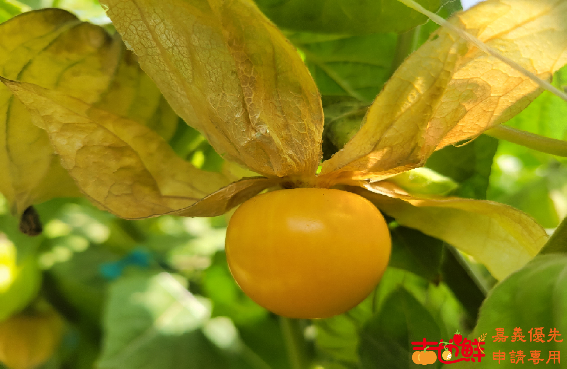 黃金莓(燈籠果)是鄉下小孩小時候維生素的最佳來源。果實富含維生素、鐵、膳食纖維，植物固醇，還有豊富的礦物質及胺基酸。酸甜清香爽口，皮薄香氣濃郁，果實果膠亮光，多層口感，冷藏、冷凍別有一翻風味