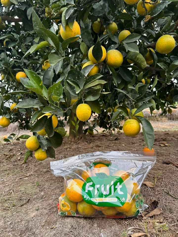 嚴選自然熟成鳳梨，不催熟。<br />保留鳳梨原有的香氣與甜度，清甜不刮舌。<br />新鮮採收出貨，從產地到餐桌。<br />採用隔板分隔包裝，有效減少碰撞，保護果實完整。