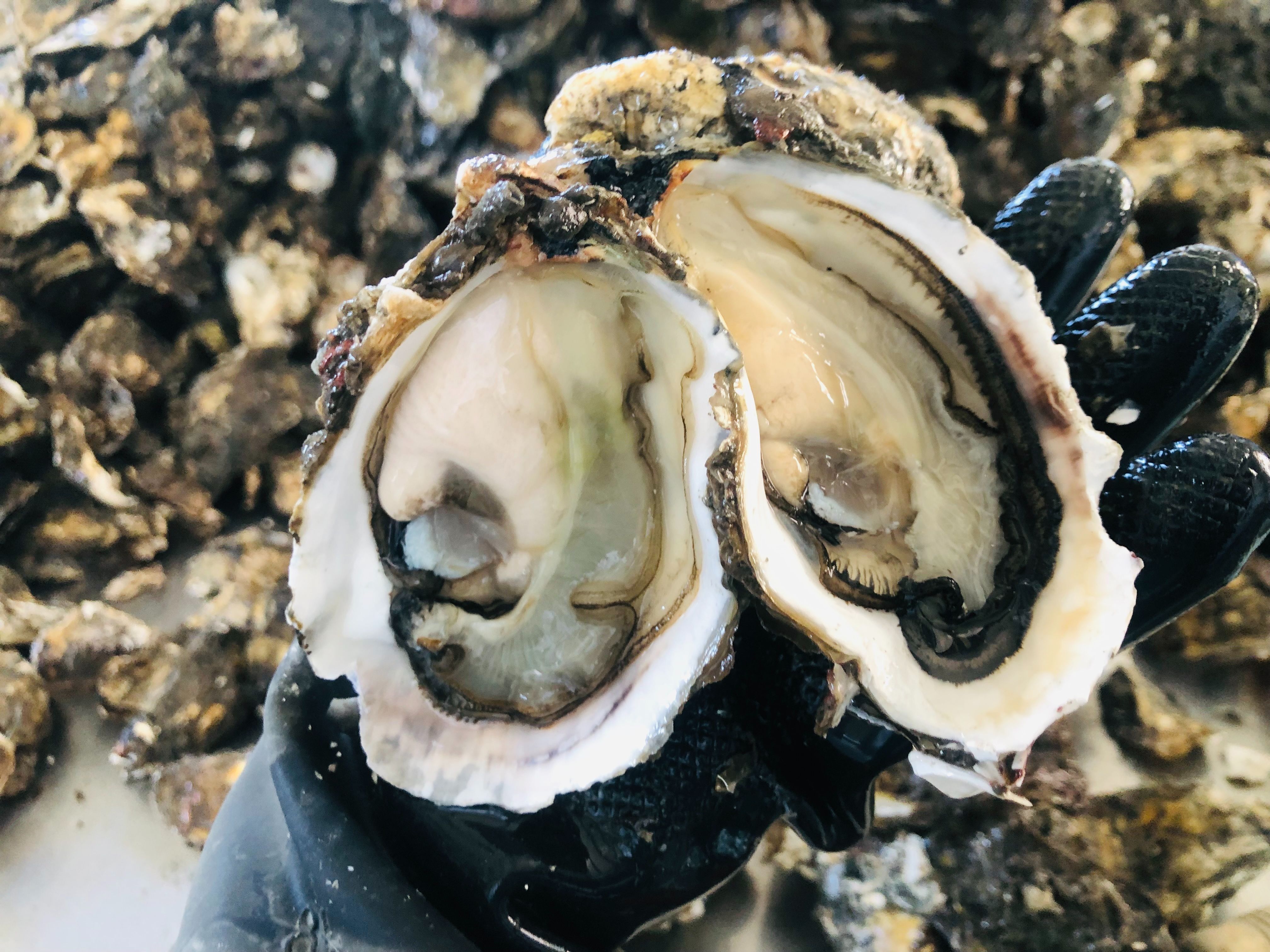 由嘉義東石溯源蚵農所養殖蚵仔，每天現撿現開，入口鮮甜。