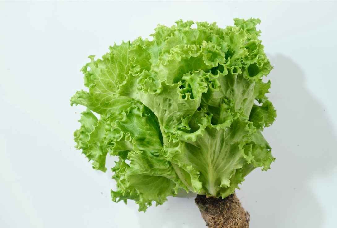 三欣園藝的生菜栽培項目，代表了品牌在推動台灣農業改革的核心信念與實踐。我們不僅注重產品的品質與效率，更在於如何將現代科技、環保理念和社會責任結合起來，實現綠色、可持續的農業發展。從智能農業到有機栽培，再到都市農業的創新探索，三欣園藝致力於為台灣農業帶來全新的發展模式，並幫助每一位消費者與農民共同邁向綠色未來。<br /><br />希望這些觀點能夠幫助三欣園藝在市場上樹立起更加有力的品牌形象，並吸引更多消費者和業界的支持。