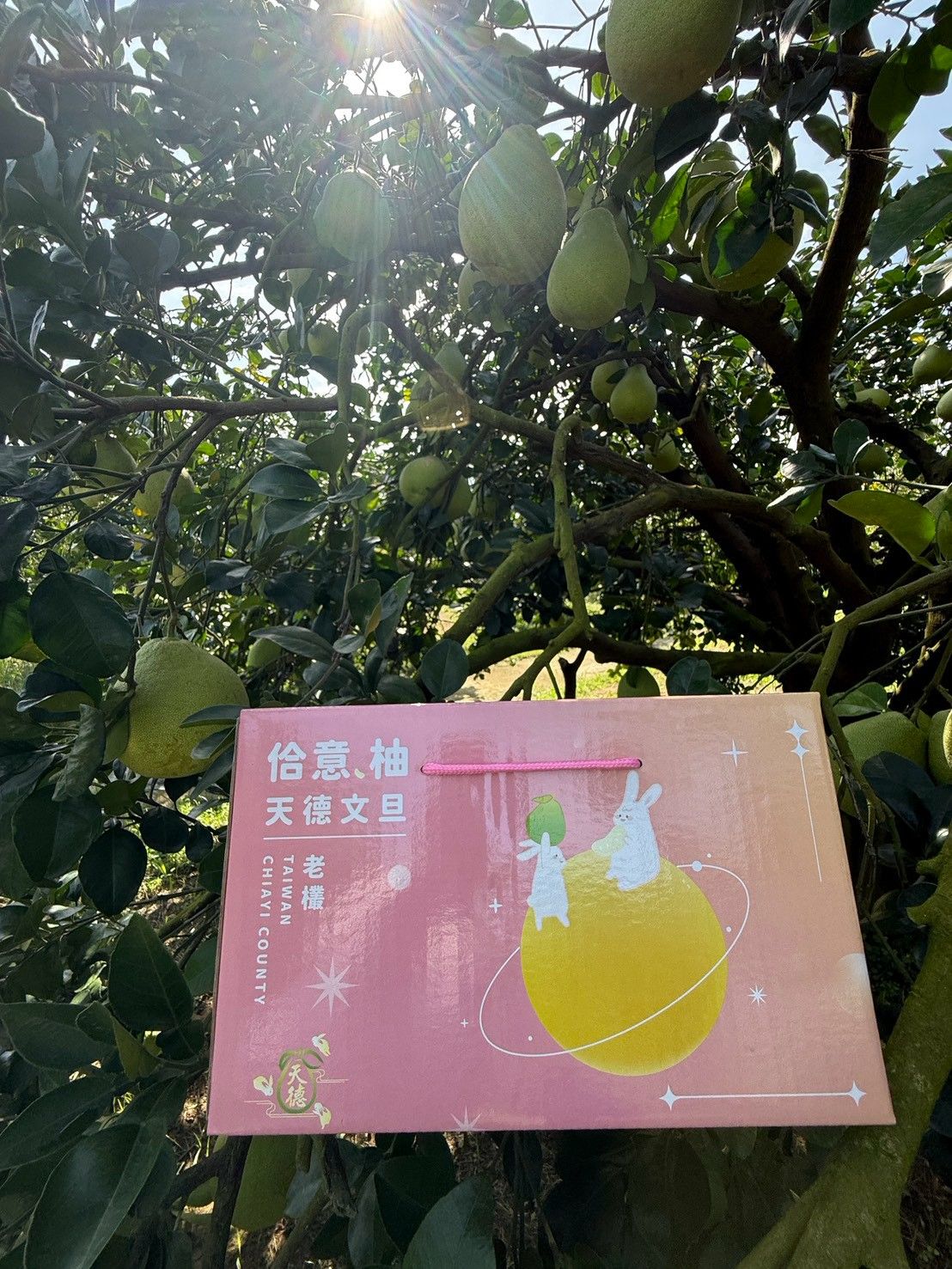 <產季>
<br />文旦(農曆節氣白露前後十天採收)
<br />
<br /><特色介紹>
<br />文旦:有兩種稱謂,中秋節前稱為禮品,經濟價值佳,其中秋節後稱為水果,價格略為降低。